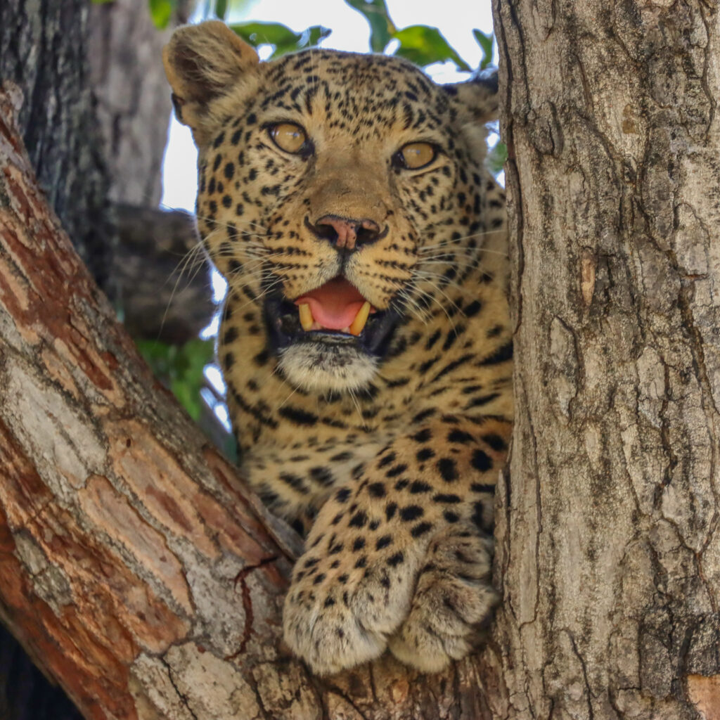 A leopard with its mouth slightly open looking out from between the thick branches of a tree trunk.