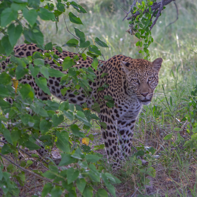 Leopard A leopard with distinct rosette spots standing in tall grass, looking directly ahead from behind green leafy bushes.