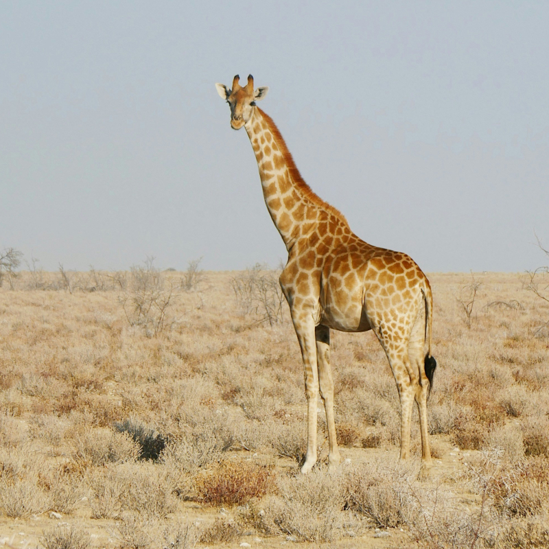 Namibia-giraffe Full-body view of a tall giraffe standing amongst dry, low-growing shrubs in an arid savanna landscape.