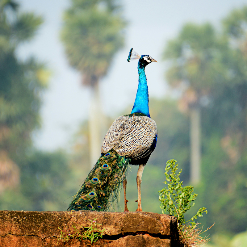 Peacock A vibrant blue male peacock standing on a textured stone wall, showcasing its long, folded tail feathers.