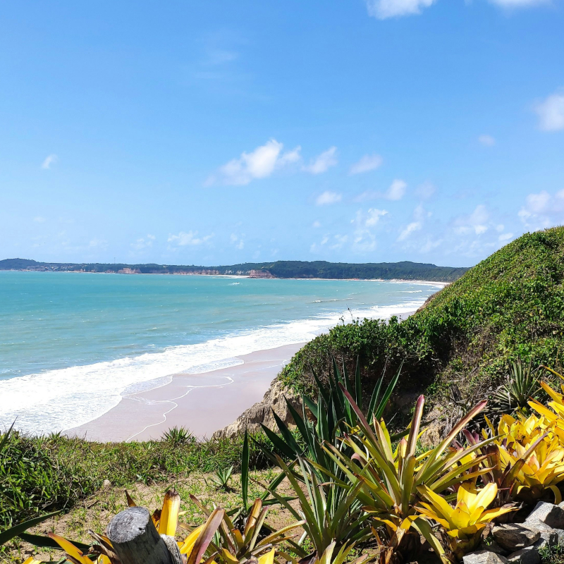 Pipa-Rio-Grande-do-Norte-Brazil Elevated view of a sandy beach coastline and turquoise ocean, with lush green cliffs and yellow bromeliads in the foreground.