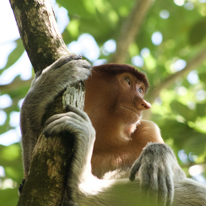 Proboscis-monkey-Madagascar Close-up view of a proboscis monkey sitting in a tree and holding onto a branch.