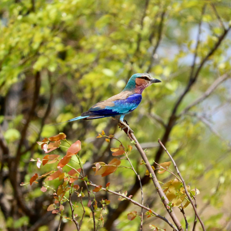Roller-bird A brightly coloured lilac-breasted roller bird perched on a slender tree branch with green and reddish leaves