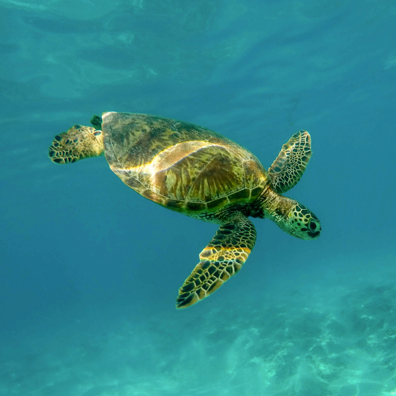 Sea-turtle-Hawaii A green sea turtle swimming through clear, sun-dappled turquoise water.