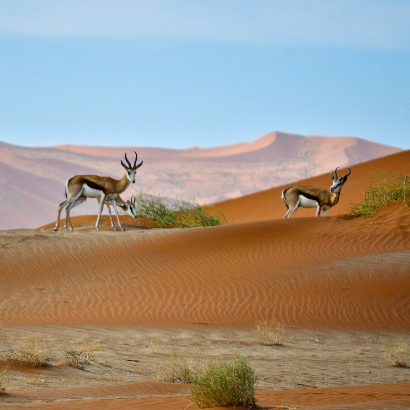 Springboks-Namibia Two springboks walking on rolling, orange sand dunes in a desert landscape under a pale blue sky.