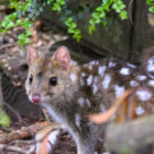 Close-up of a spotted native Australian quoll looking alertly at the camera.