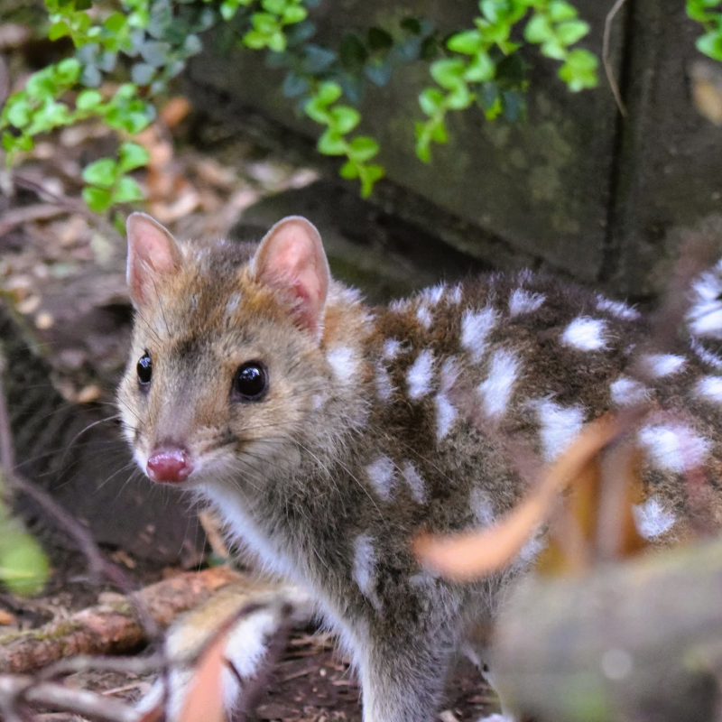 Close-up of a spotted native Australian quoll looking alertly at the camera.