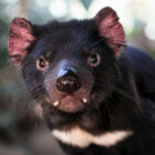 Dramatic extreme close-up of a Tasmanian devil showcasing its dark fur and prominent teeth.