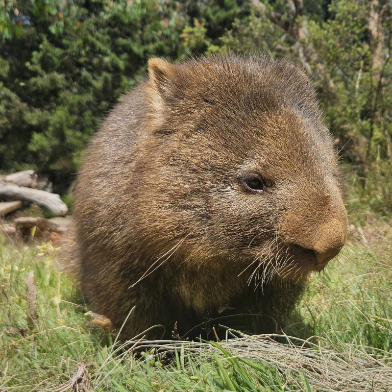 Close-up portrait of a fluffy brown wombat sitting in green grass.
