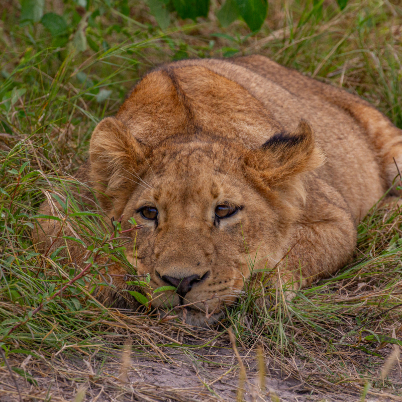 Young-lion A young lion cub lying down flat in the grass, resting its chin on the ground and looking forward.