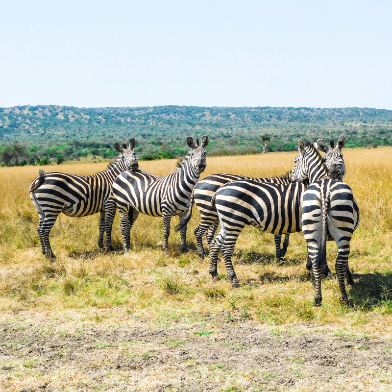 A small herd of zebras standing together in a grassy savanna field with rolling green hills in the distance.