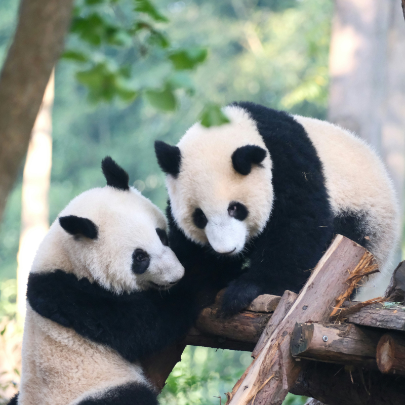 Two giant pandas playing together on a wooden structure surrounded by greenery.