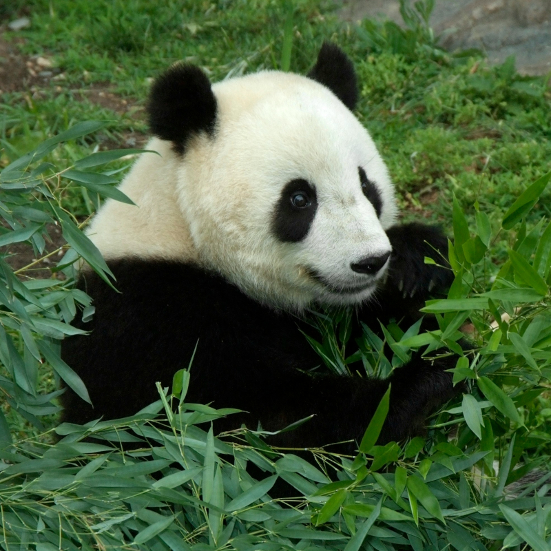 China-giant-panda A close-up of a giant panda sitting amidst green bamboo leaves, looking slightly to the side.