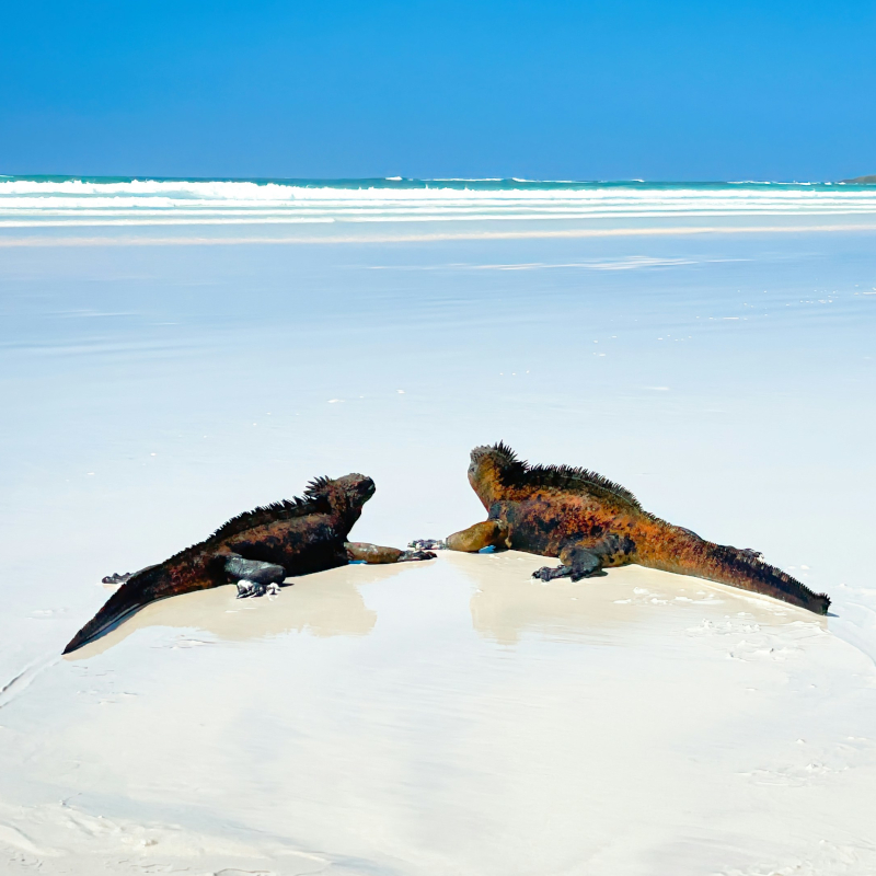 Galapagos-Islands-Tortuga-Bay Two marine iguanas facing each other on a pristine white sandy beach near clear turquoise ocean water.