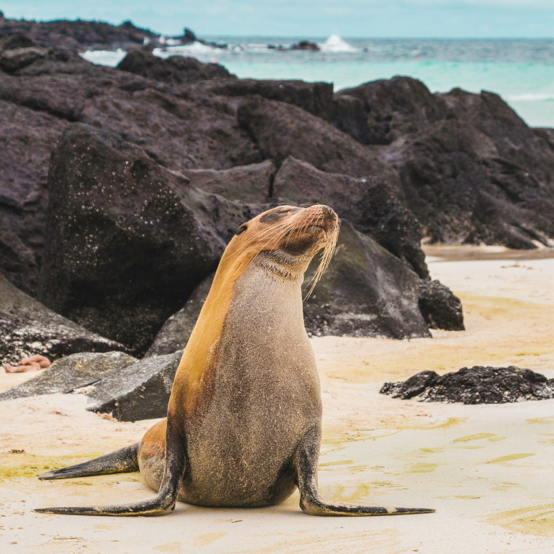 Galapagos-islands-sealion A sandy sea lion resting upright on a white sand beach near dark volcanic rocks.