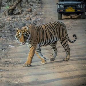 A Bengal tiger walking with its tongue slightly out along a dirt road, with a safari vehicle visible in the background.