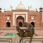 Two rhesus macaque monkeys sitting on a white marble railing, with the ornate red sandstone facade of the Taj Mahal complex in the background.