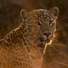 A close-up portrait of a leopard, its spotted fur illuminated by warm, golden sunlight from behind against a dark, soft-focus background.