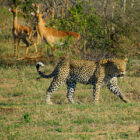 Spotted leopard walking through a grassy field with two impalas standing in the background.