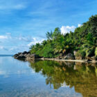 Calm, clear coastal water gently lapping against a sandy shoreline bordered by a thick forest of palm trees and tropical greenery.