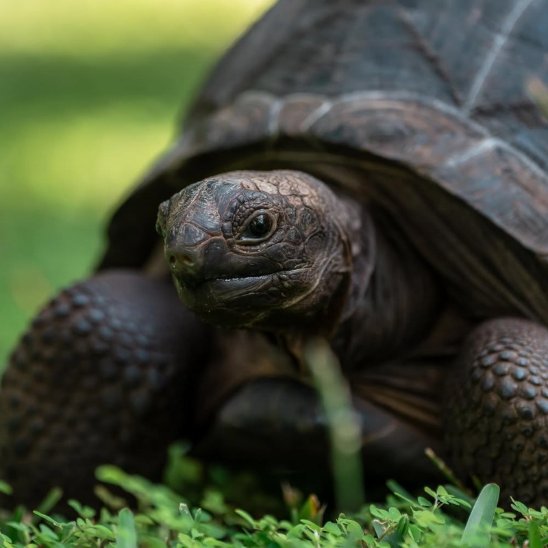 A close-up, detailed portrait of a giant tortoise looking forward while on green grass.