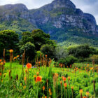 Tall orange wild flowers blooming in a lush green garden with a massive, sheer rocky mountain cliff rising directly behind.