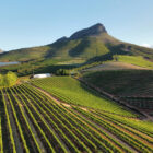 An aerial view of meticulously arranged green vineyard rows stretching across rolling hillsides toward a prominent mountain peak.