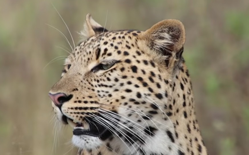 Close-up portrait of a leopard looking to the side.