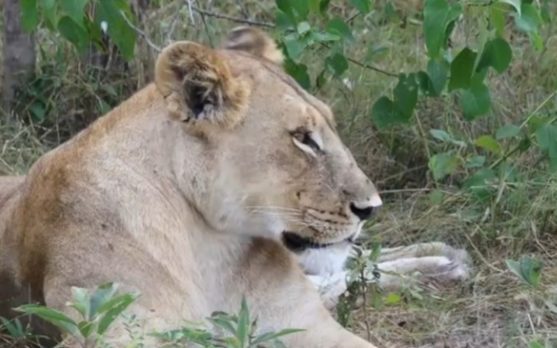 A lioness resting on the grass in the wild.